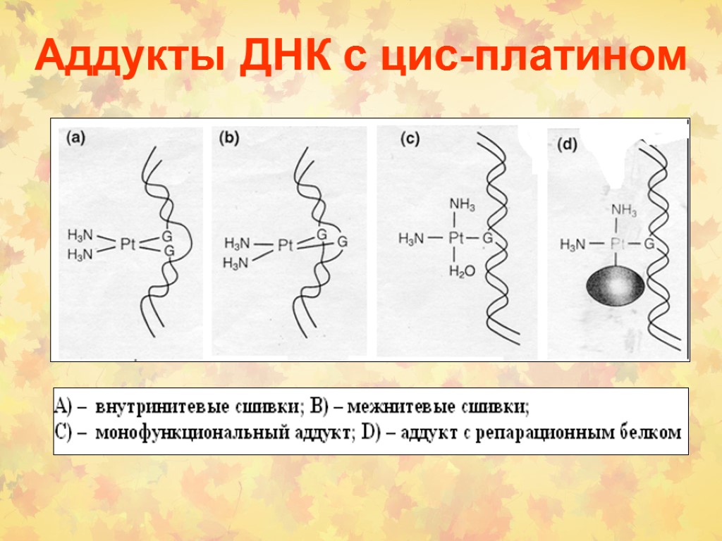 Аддукты ДНК с цис-платином